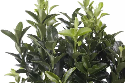 Euonymus japonicus (Kardinaalsmuts) - afbeelding 10