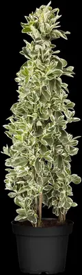 Euonymus japonicus 'Kathy'(s) (Kardinaalsmuts 'Kathy') - afbeelding 4