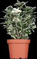 Euonymus japonicus 'Kathy'(s) (Kardinaalsmuts 'Kathy') - afbeelding 3