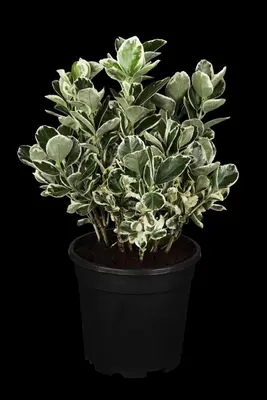 Euonymus japonicus 'Kathy'(s) (Kardinaalsmuts 'Kathy') - afbeelding 1