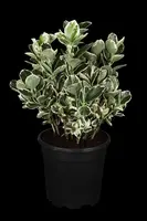 Euonymus japonicus 'Kathy'(s) (Kardinaalsmuts 'Kathy') - afbeelding 1