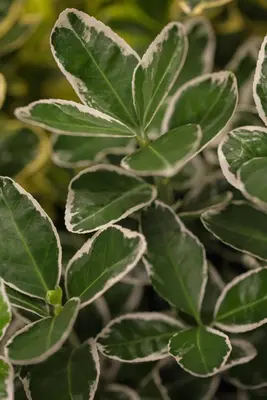 Euonymus japonicus 'Kathy'(s) (Kardinaalsmuts 'Kathy') - afbeelding 3