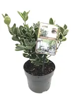 Euonymus japonicus 'Kathy'(s) (Kardinaalsmuts 'Kathy') - afbeelding 1