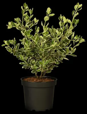 Euonymus japonicus 'Kathy'(s) (Kardinaalsmuts 'Kathy') - afbeelding 5