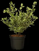 Euonymus japonicus 'Kathy'(s) (Kardinaalsmuts 'Kathy') - afbeelding 6