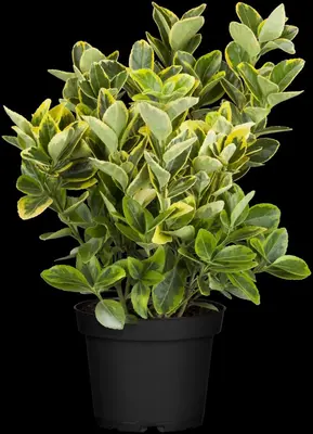 Euonymus japonicus 'Microphyllus Aureomarginatus' (Japanse kardinaalsmuts 'Microphyllus Aureomarginatus') - afbeelding 1