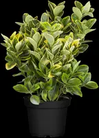 Euonymus japonicus 'Microphyllus Aureomarginatus' (Japanse kardinaalsmuts 'Microphyllus Aureomarginatus') - afbeelding 1