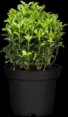 Euonymus japonicus 'Microphyllus' (Kardinaalsmuts 'Microphyllus') - afbeelding 1