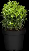 Euonymus japonicus 'Microphyllus' (Kardinaalsmuts 'Microphyllus') - afbeelding 1