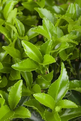 Euonymus japonicus 'Microphyllus' (Kardinaalsmuts 'Microphyllus') - afbeelding 2