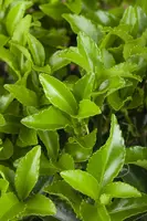Euonymus japonicus 'Microphyllus' (Kardinaalsmuts 'Microphyllus') - afbeelding 2