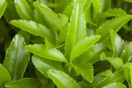 Euonymus japonicus 'Microphyllus' (Kardinaalsmuts 'Microphyllus') - afbeelding 3