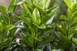 Euonymus japonicus 'Microphyllus' (Kardinaalsmuts 'Microphyllus') - afbeelding 4