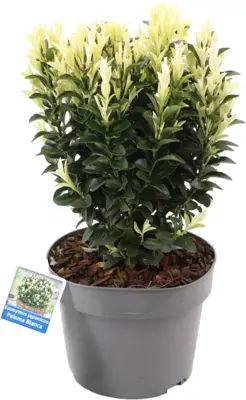 Euonymus japonicus 'Paloma Blanca' (Kardinaalsmuts) 30cm - afbeelding 1