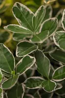 Euonymus japonicus 'White Spire' (Japanse kardinaalsmuts 'White Spire') - afbeelding 1
