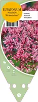 Eupatorium Maculatum Atropurpureum (Koninginnekruid) - afbeelding 1