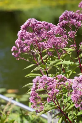 Eupatorium Maculatum Atropurpureum (Koninginnekruid) - afbeelding 4