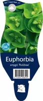 Euphorbia am. 'Robbiae' (Amandelwolfsmelk) - afbeelding 1