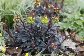 Euphorbia amygdaloides 'Purpurea' (Amandelwolfsmelk) - afbeelding 3