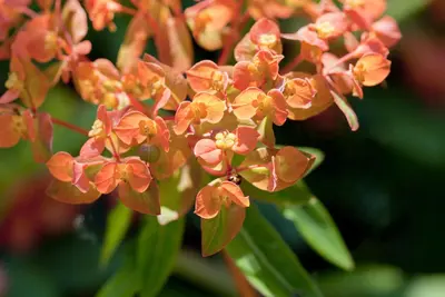 Euphorbia amygdaloides 'Purpurea' (Amandelwolfsmelk) - afbeelding 4