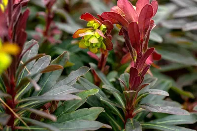 Euphorbia amygdaloides 'Purpurea' (Amandelwolfsmelk) - afbeelding 5