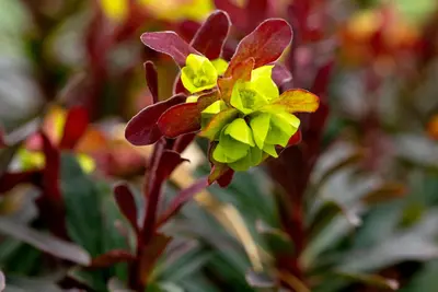 Euphorbia amygdaloides 'Purpurea' (Amandelwolfsmelk) - afbeelding 6