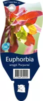 Euphorbia amygdaloides 'Purpurea' (Amandelwolfsmelk) kopen?