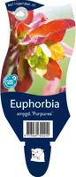 Euphorbia amygdaloides 'Purpurea' (Amandelwolfsmelk) - afbeelding 1