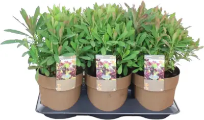 Euphorbia amygdaloides 'Purpurea' (Amandelwolfsmelk) 35cm - afbeelding 1
