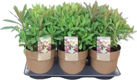 Euphorbia amygdaloides 'Purpurea' (Amandelwolfsmelk) 35cm - afbeelding 1