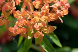 Euphorbia amygdaloides 'Purpurea' (Amandelwolfsmelk) 35cm - afbeelding 3