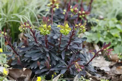 Euphorbia amygdaloides 'Purpurea' (Amandelwolfsmelk) 35cm - afbeelding 4