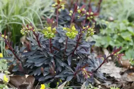 Euphorbia amygdaloides 'Purpurea' (Amandelwolfsmelk) 35cm - afbeelding 4