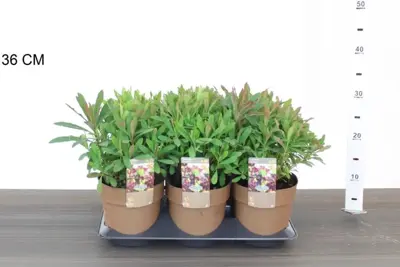 Euphorbia amygdaloides 'Purpurea' (Amandelwolfsmelk) 35cm - afbeelding 5