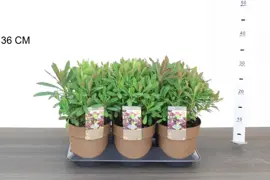 Euphorbia amygdaloides 'Purpurea' (Amandelwolfsmelk) 35cm - afbeelding 5