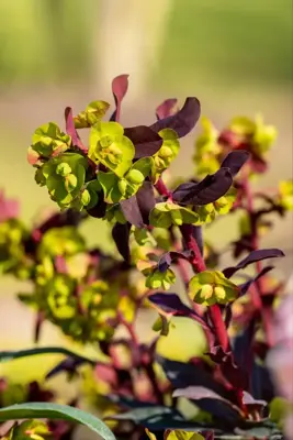 Euphorbia amygdaloides 'Purpurea' (Amandelwolfsmelk) 35cm - afbeelding 2