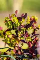 Euphorbia amygdaloides 'Purpurea' (Amandelwolfsmelk) 35cm - afbeelding 2