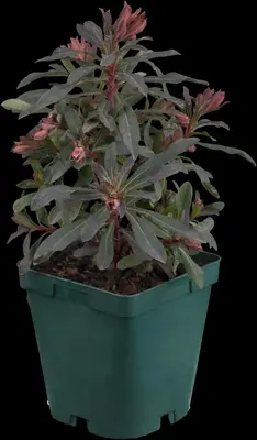 Euphorbia amygdaloides 'Purpurea' (Amandelwolfsmelk) - afbeelding 2