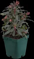 Euphorbia amygdaloides 'Purpurea' (Amandelwolfsmelk) - afbeelding 2
