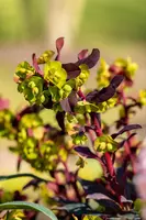 Euphorbia amygdaloides 'Purpurea' (Amandelwolfsmelk) - afbeelding 7