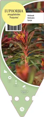 Euphorbia Amygdaloides Purpurea (Wolfsmelk) - afbeelding 1
