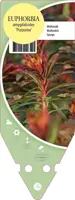 Euphorbia Amygdaloides Purpurea (Wolfsmelk) - afbeelding 1