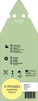 Euphorbia Amygdaloides Purpurea (Wolfsmelk) - afbeelding 2