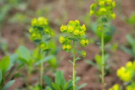 Euphorbia amygdaloides 'Robbiae' (Amandelwolfsmelk) - afbeelding 2