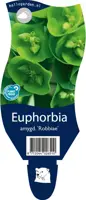 Euphorbia amygdaloides 'Robbiae' (Amandelwolfsmelk) - afbeelding 1