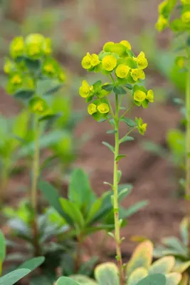 Euphorbia amygdaloides 'Robbiae' (Amandelwolfsmelk) - afbeelding 3