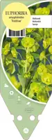 Euphorbia Amygdaloides Robbiae (Wolfsmelk) - afbeelding 1