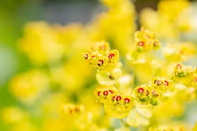 Euphorbia 'Ascot rainbow' (Cipreswolfsmelk) - afbeelding 4