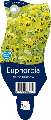 Euphorbia 'Ascot rainbow' (Cipreswolfsmelk) - afbeelding 1