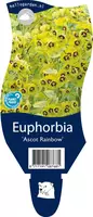Euphorbia 'Ascot rainbow' (Cipreswolfsmelk) kopen?